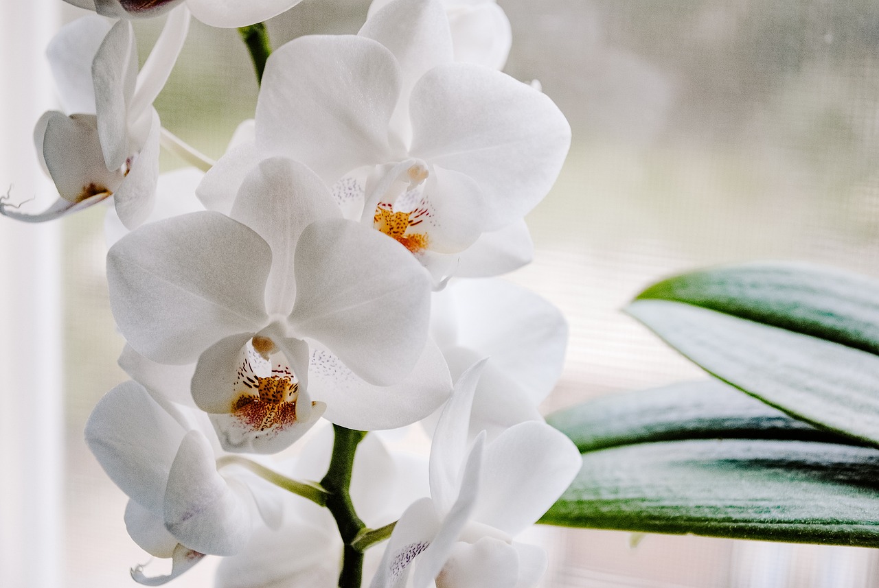 Comment cultiver et entretenir l'Habenaria radiata, une orchidée rare originaire du Japon ?